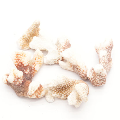 Various Types, Sizes & Colors Coral