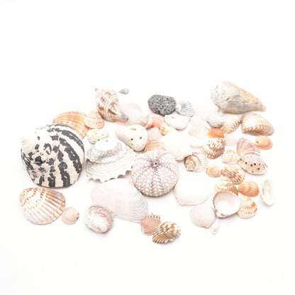 Various Seashells & Beach Stones 1Lbs.