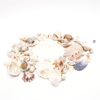 Various Seashells 1.9Lbs.