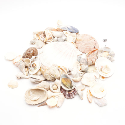 Various Seashells 1.9Lbs.