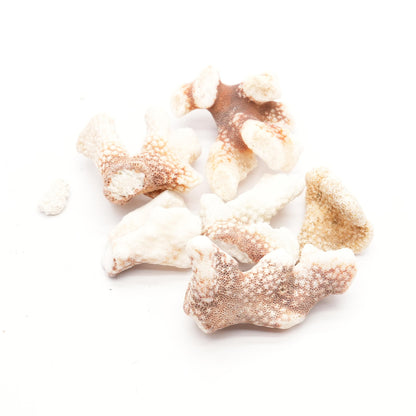 Various Types, Sizes & Colors Coral