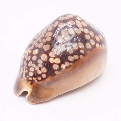 Brown Natural Cyprea Tigris Seashell